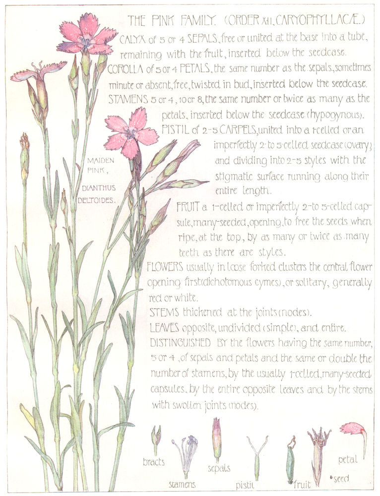FLOWERS. Pink family. Caryophylleae. Maiden Pink  1907 old antique print